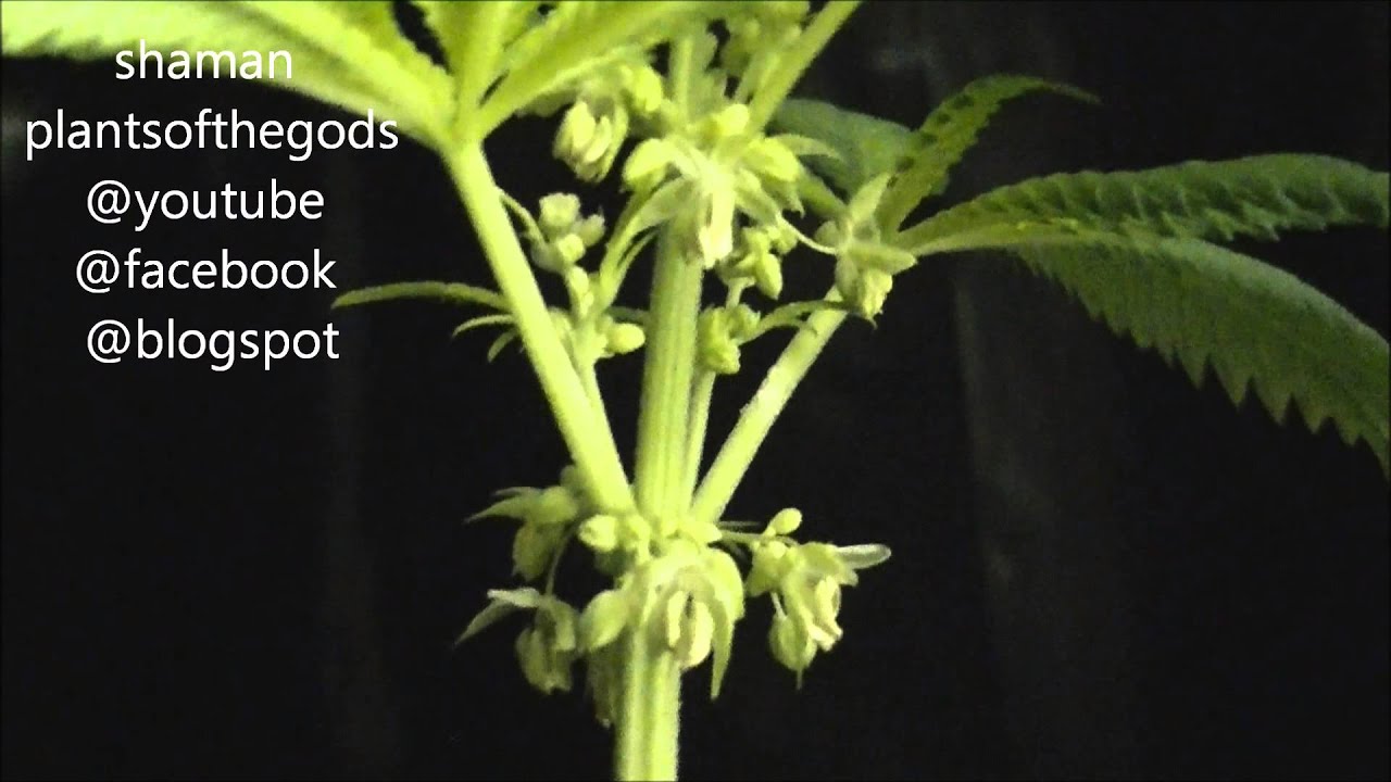 male marijuana pollen YouTube