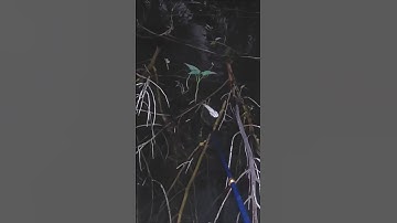 Kích Cá Mương Vườn Trúng Ổ Cá Lóc #sorts