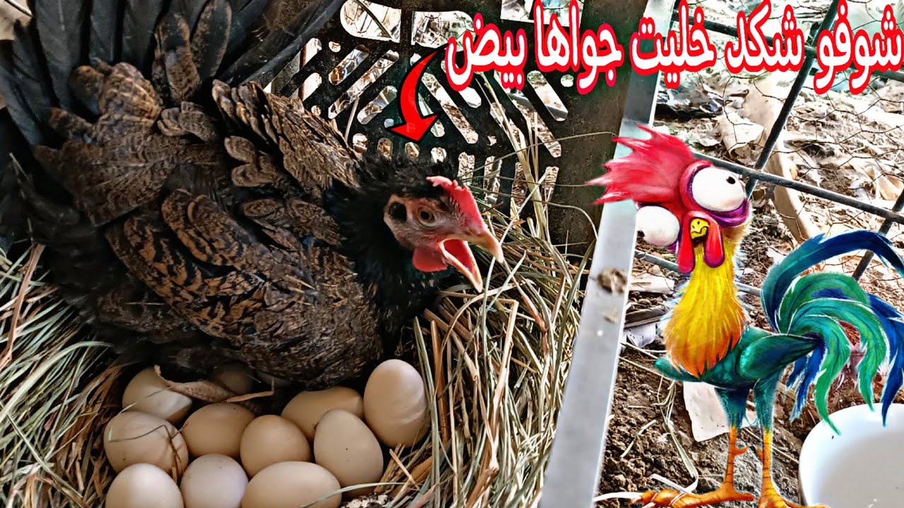 لزمت حرامي البيض🥚 فقسن كل كتاكيت الفقاسة🐣