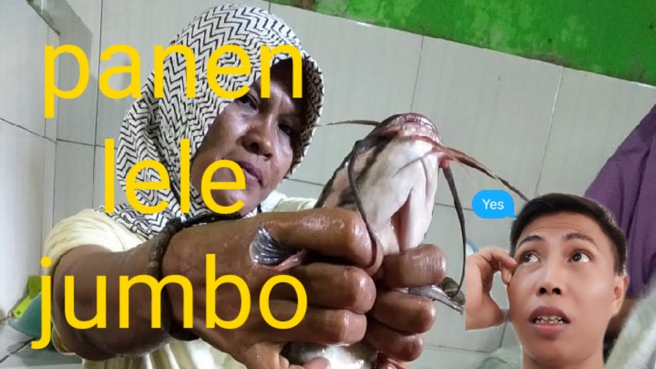 Panen ( monster lele) di belakang rumah 