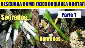 Como fazer brotar uma orquídea?