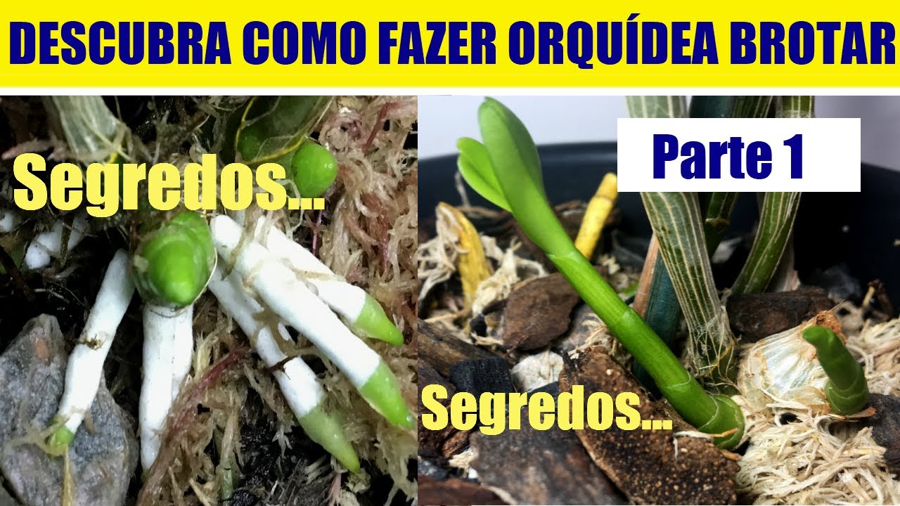 Como fazer orquídea brotar: Segredos Eficazes para Brotar Orquídeas...  (PARTE 1) - thptnganamst.edu.vn