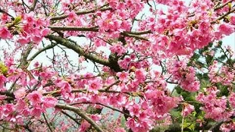 Eyd Oumadeh/ عید اومده