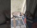 so ho jata hu #yosho #funnyvideos #dog #dogshorts #labrador