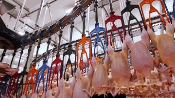 Discover the Future of Poultry Processing: Fully Automated Slaughterhouse Production Line