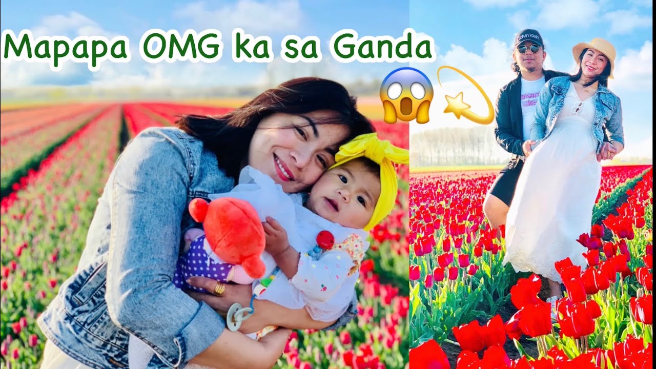 TULIPS FIELDS/FLOWER/FARM/ 