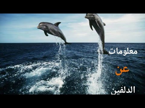 معلومات عن الدلفين اتحداك تكون عارفها
