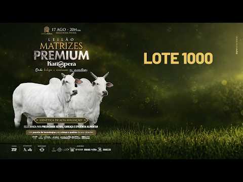 LOTE 1000 ASP  10 NOVILHAS