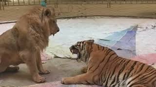 Tiger vs lion fight real | कौन है असली जंगल का राजा ? #lion