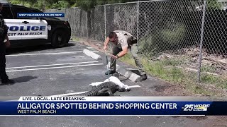 Alligator spotted behind shopping center in South Florida