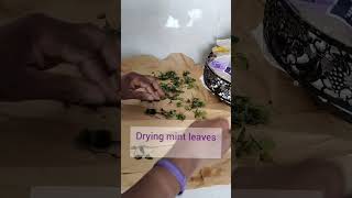 Kathy Dries Fresh Mint Leaves. Resimi