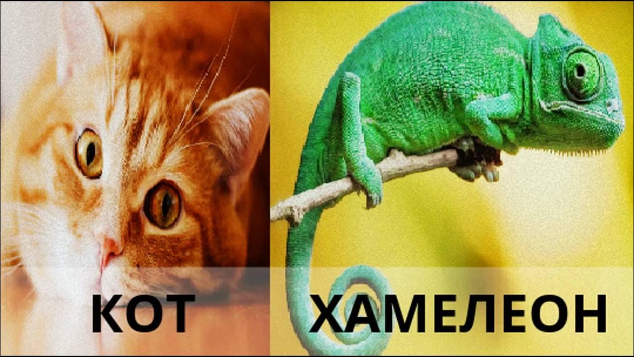 Кот хамелеон. Коты и хамелеоны. Кот хамелеон порода. Битва хамелеона с котом.