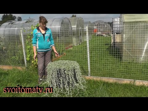 Видео: Диморфотека ургамлын мэдээлэл – Диморфотека ургамал тариалах талаар мэдэж аваарай