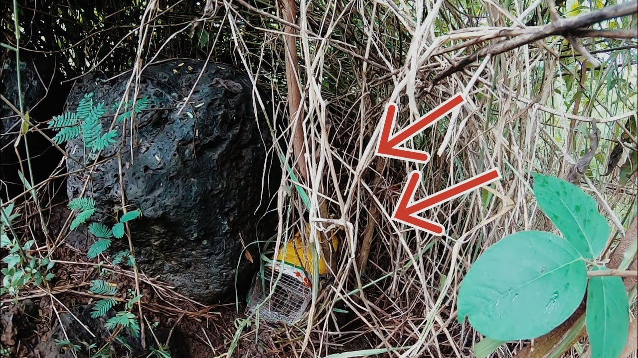 Không chạy kịp thì bỏ mạng mới nó rồi