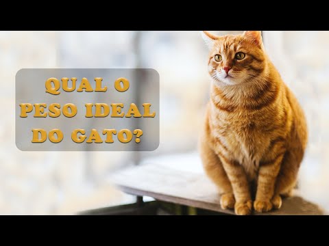 Vídeo: Qual é O Peso Médio De Um Gato Saudável?