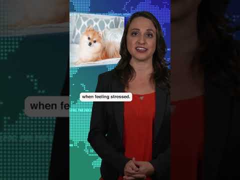 Dogs can smell
