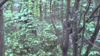 Shadow Team Sniper Division screenshot 4