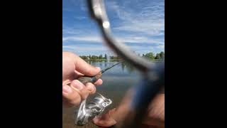 Nice Stocked Trout!!! #fishing #pondfishing #rainbowtrout #recommended #fish #troutfishing #shorts