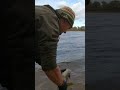 #shorts  Fish Bream #feeder #fish  #shortsvideo #shortvideo #українськарибалка #fishing #лящ