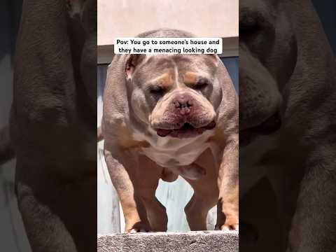 Pov: When they say they have a nice dog
