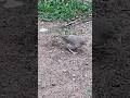 Babbler bird | Jungle babbler #shorts