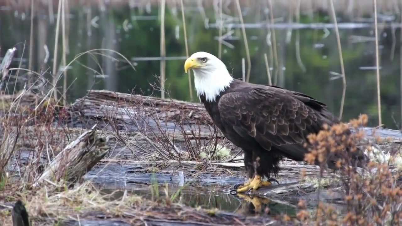 Amazing Bald Eagle Drinking Water YouTube