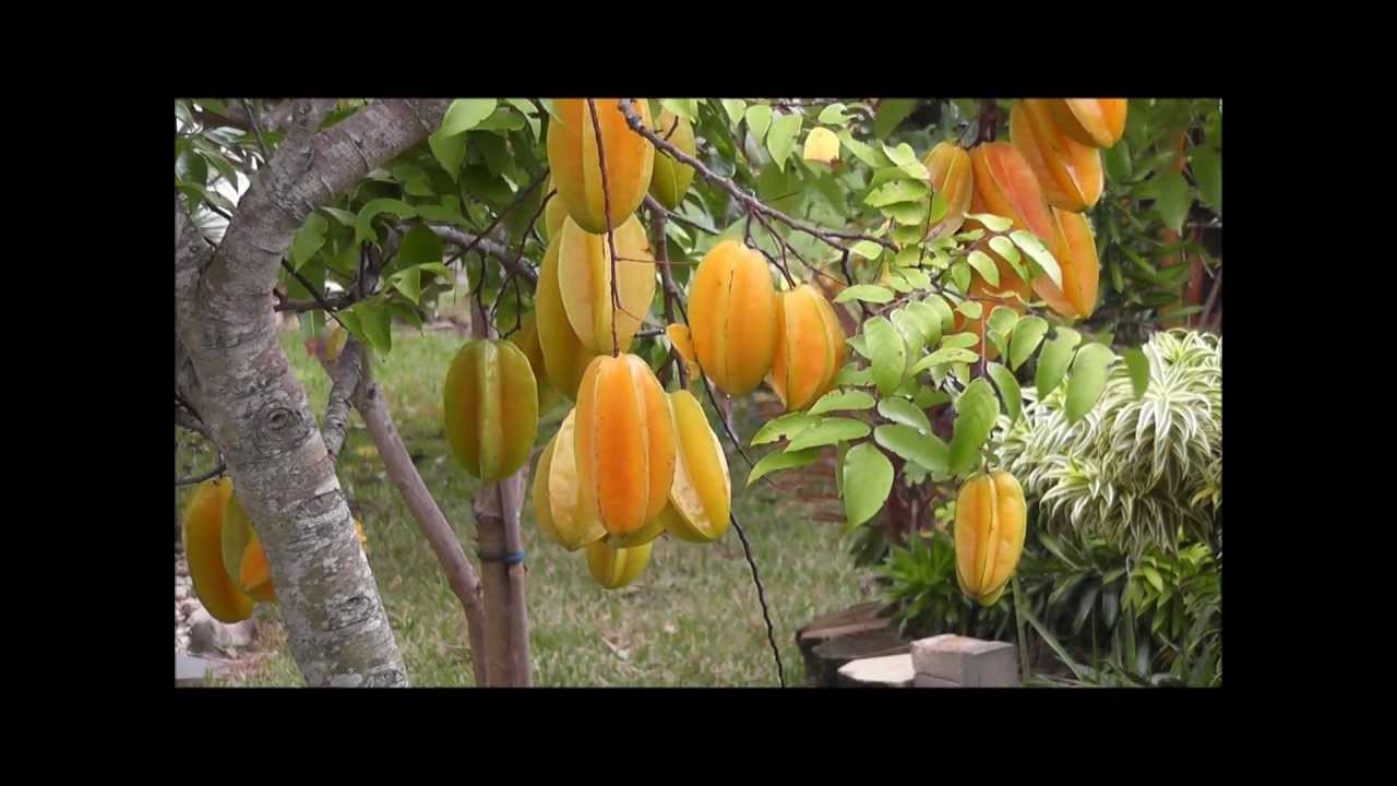 Where does star fruit grow?