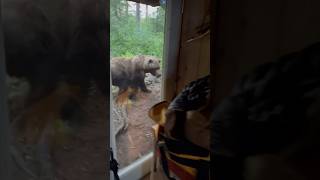 When #bears surround the cabin! #grizzlybear #bears #bearattack #alaska #alaskabears #brownbears