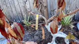 Post freeze damage Tampa, FL one month later