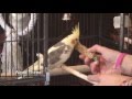 How to train another species - part one How to train another species - part one