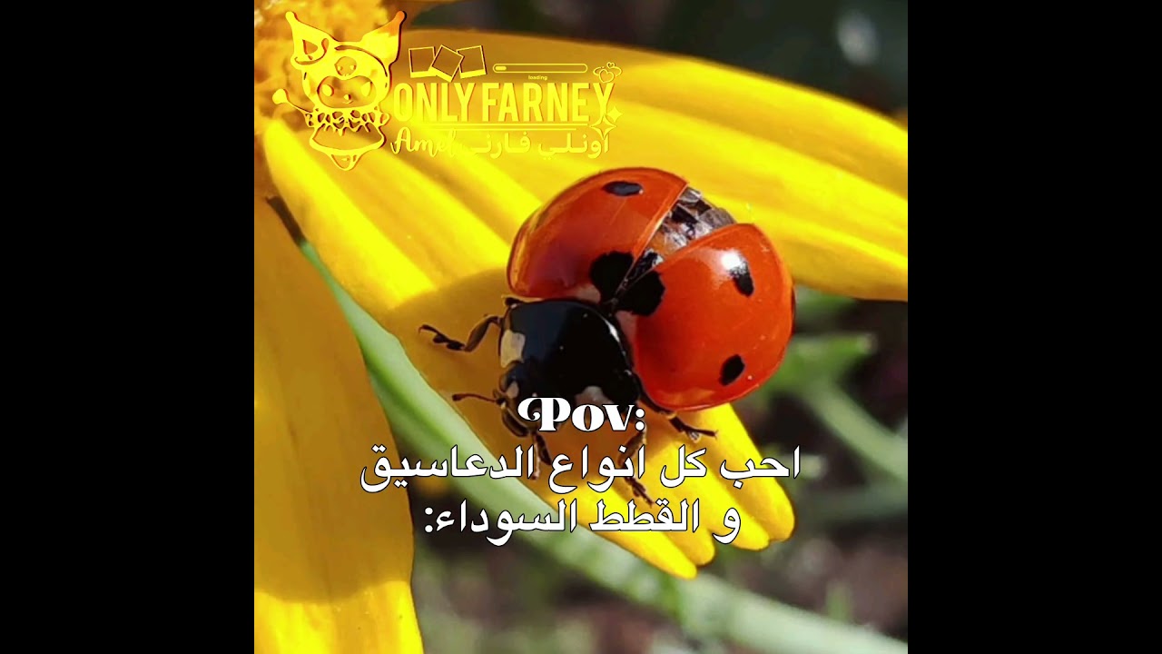 فڪ@ـࢪتي🤍🥹،خلوها تࢪند😭 #blackpink #shorts #fyp #music #شلتنا #kpop #اعتني #اكسبلور #اهميه #twice