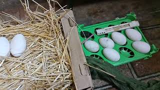 Хранение гусиных яиц