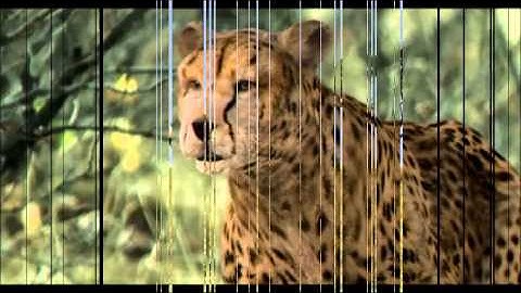 Cheetah 3D Model | Mammal 3D Models | max, 3ds, c4d, obj, lwo