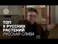 Топ пять русских растений. Русская слива