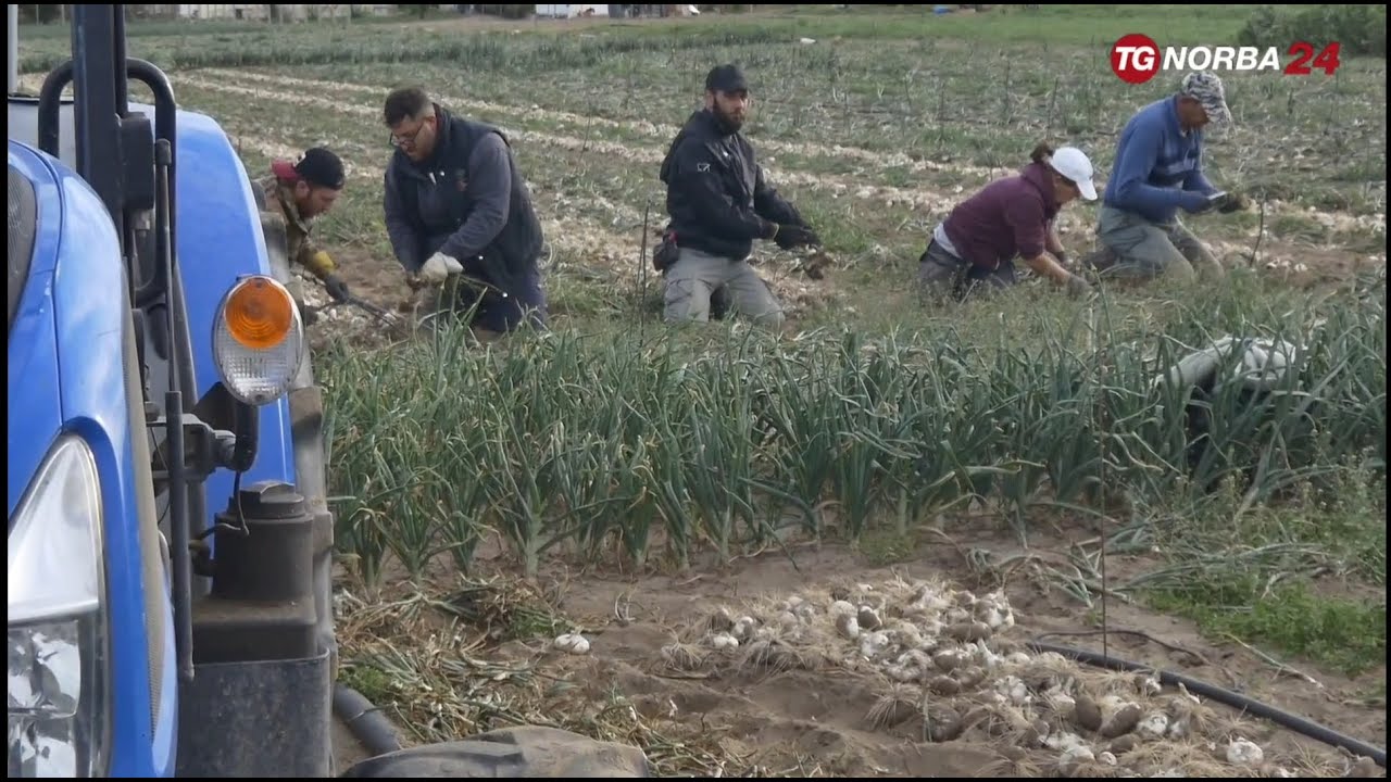 Margherita di Savoia, la stagione della cipolla bianca igp