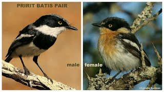 Pririt Batis Male And Female Vocalisations
