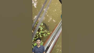 Cận cảnh câu cá lóc mẹ #docla #fishing #conca #cancau