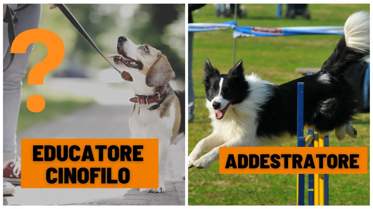 Educatore cinofilo, addestratore e istruttore cinofilo, a chi rivolgersi?