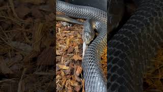 Snakes Eats Snake ⚠️⛔️‼️ You Gotta love this Black Eastern Indigo raw jaw power