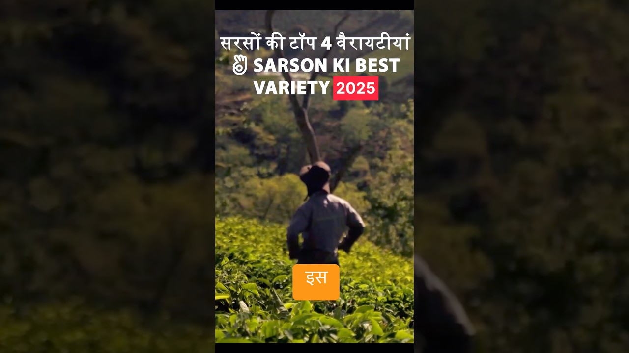 🍀सरसों की पांच अच्छी वैरायटी 🍀। Sarson Ki Top-5 Variety !Sarson Ki New Variety
