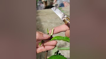 Ghép mãn cầu xiêm từ đọt non - thành công 100% | Grafting DIY #20