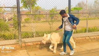 White lioness full tame😱🦁😂