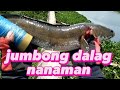 jackpot nanaman sa DALAG #airgunfishing #tiksay fish hunting #dalag #fishing