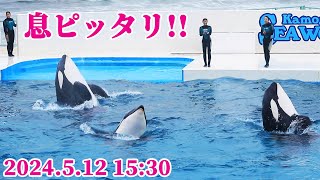 息ピッタリのパフォーマンス最高!! 鴨川シーワールド シャチショー KamogawaSeaWorld  orca killerwhale