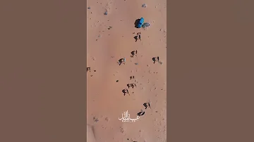 إن كان تنشد عن هوى النفس يامنيف 