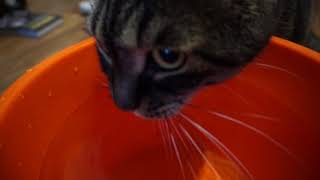 ASMR кот лакает воду! ASMR cat lapping up water! ASMR кот лакает воду! ASMR cat lapping up water!