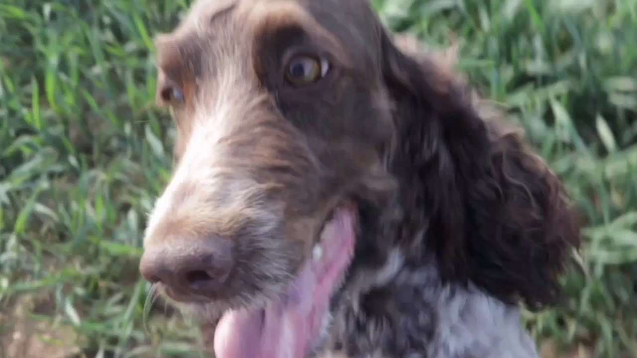 Dog walking on a mobility scooter with Lisa (TGA Vita S)