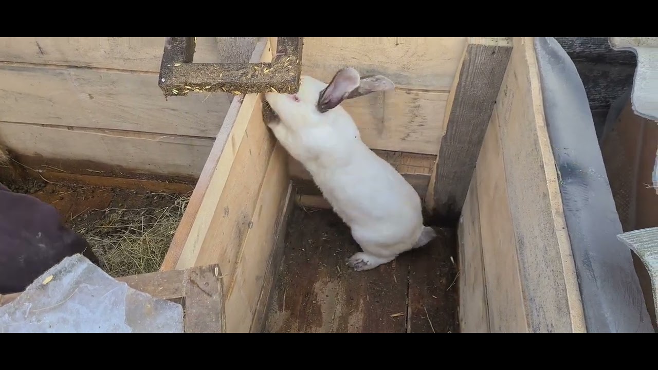 Захотите ли вы после этого видео заводить кроликов?