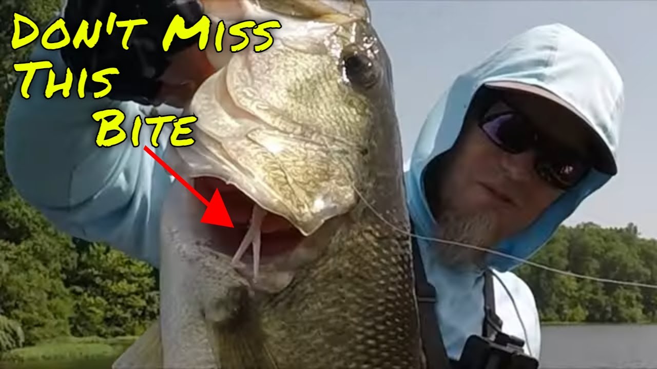 SUSPENDED BASS LOVE THIS BAIT