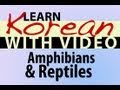 Learn Korean with Video - Amphibians and Reptiles